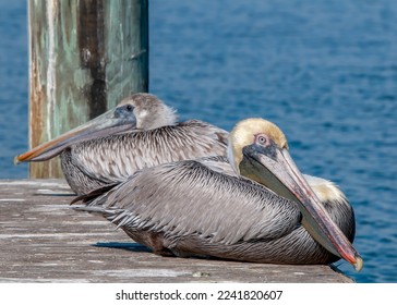 A male and female pelican are perched on a wooden pier in the Gulf of Mexico along Florida's west coast. - Powered by Shutterstock