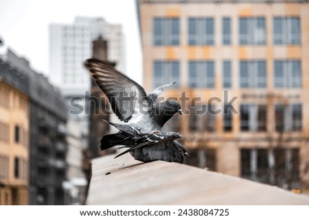 Male and female pigeons mating on a wall in Berlin, Germany.