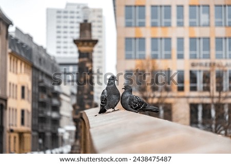 Male and female pigeons mating on a wall in Berlin, Germany.
