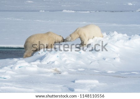 male and female polar bears interact on arctic ocean ice flow