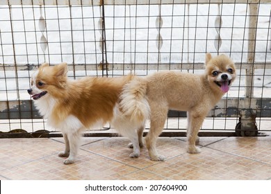 Male And Female Pomeranian Dog Mating