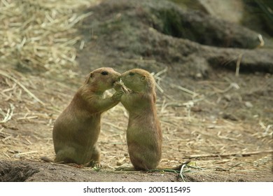 Male And Female Prairie Dogs Feed Each Other Showing Love And Caring