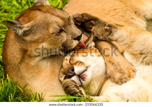 female pumas