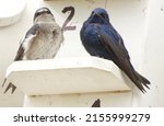 Male and female Purple Martins at Martin house