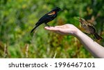 Male and female red winged blackbird