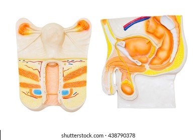 Male And Female Reproductive System Model Isolated On White Background 