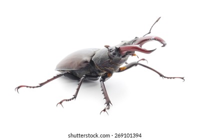 Male Female Rhinoceros Beetle Oryctes Nasicornis Stock Photo 269101394 ...