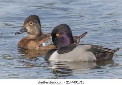A male and female ring-necked duck float side by side on a lake. 