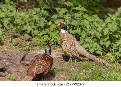 Male and female Ring-necked Pheasants on the ground at RHS Garden Harlow Carr, Harrogate, Yorkshire, UK