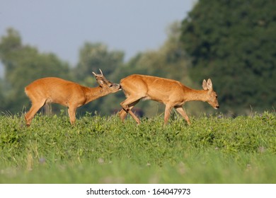 Male And Female Roe Deer During Rut, Capreolus Capreolus