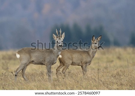 Similar – Foto Bild Rehwild im Gras auf einer Wiese stehend