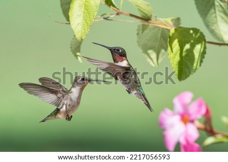 Male and Female Ruby Throated Hummingbirds Hovering Near Mandevilla Blossoms