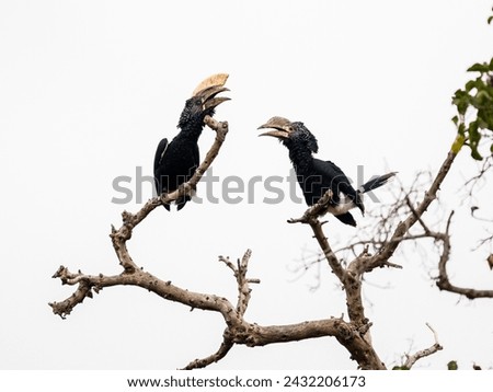 Male and Female Silvery-cheeked Hornbills on tree branches against white background, isolated