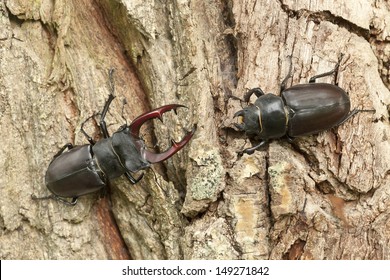 Male And Female Stag Beetles, Lucanus Cervus On Oak