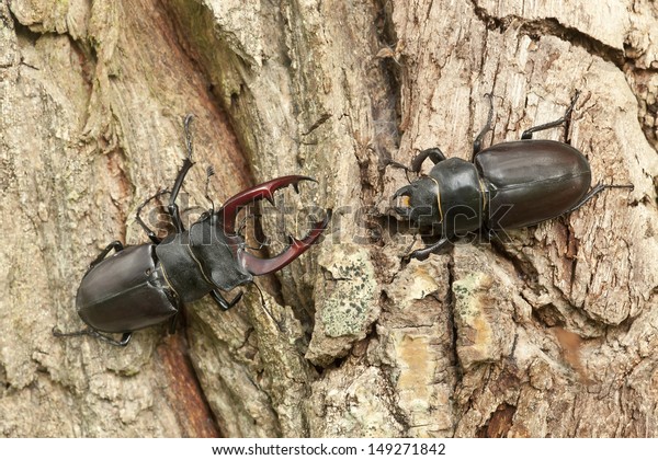 Male and\
female stag beetles, Lucanus cervus on\
oak