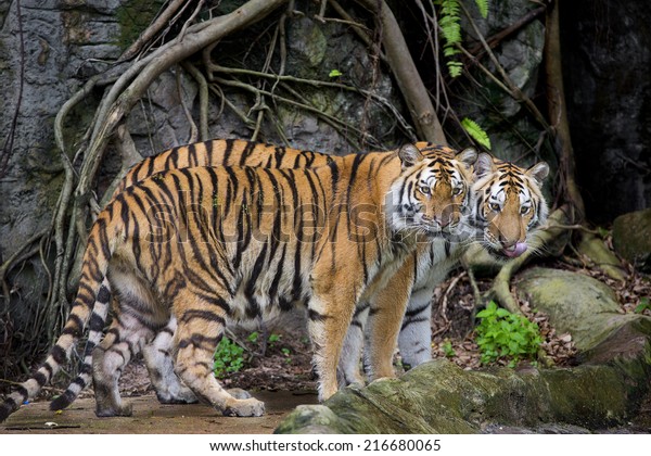 Male Female Tiger Romantic Pose Their Stock Photo Edit Now 216680065