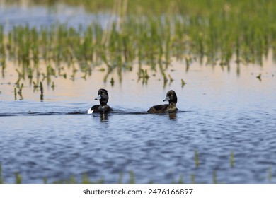 Male and Female Tufted Ducks swimming on a lake, County Durham, England, UK. - Powered by Shutterstock