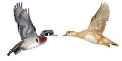 Male And Female Wood Duck Aix Sponsa Flying Isolated Cutout On White Background.  Comparison Stock Photo. Possible Leucism With Female