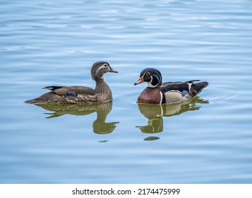 Male And Female Wood Duck Swimming