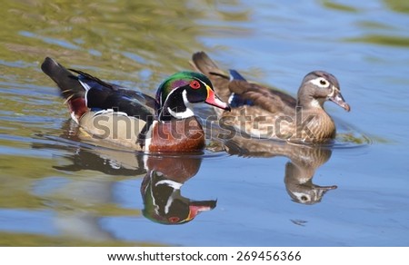  Male and female wood duck swimming together. 