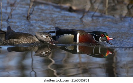 Male And Female Wood Duck In Water