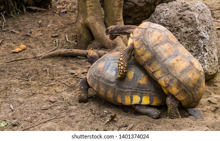 111 Brazilian giant tortoise Images, Stock Photos & Vectors | Shutterstock