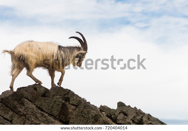 Male\
feral mountain goat walking on rocks above sea. Long-haired billy\
goat at Brean Down in Somerset, part of a wild\
herd
