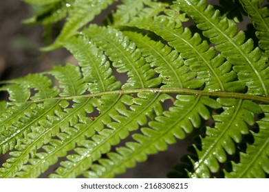 Male Fern Or Basket Fern Plant