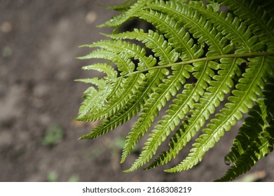 Male Fern Or Basket Fern Plant