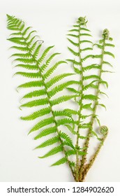 Male Fern Botanical Board