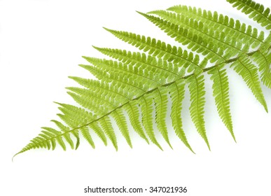 Male Fern; Dryopteris; Filix-mas