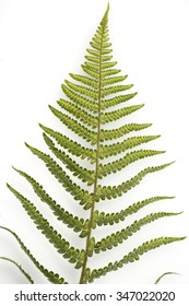 Male Fern; Dryopteris; Filix-mas