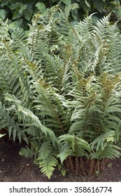 Male Fern; Dryopteris; Filix-mas