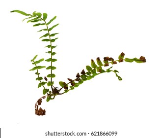 Male Fern; Dryopteris; Filix-mas