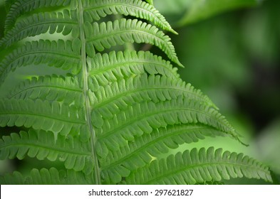 Male Fern (Dryopteris Filix-mas) Leaves