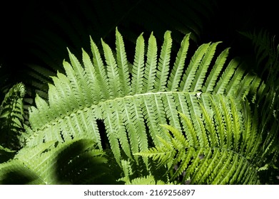 Male Fern Macro Photo. Closeup Fern Leaf