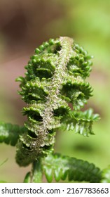 Male Fern Young Sprouts In Spring