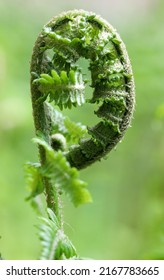 Male Fern Young Sprouts In Spring