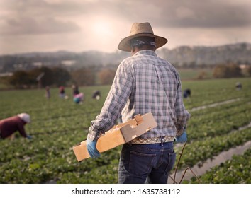 Male field worker with straw hat at strawberry farm walking with box for picking with other workers in the distance in morning haze.