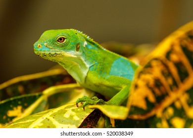 Green Lizard On Branch Green Lizard Stock Photo 1744845425 | Shutterstock