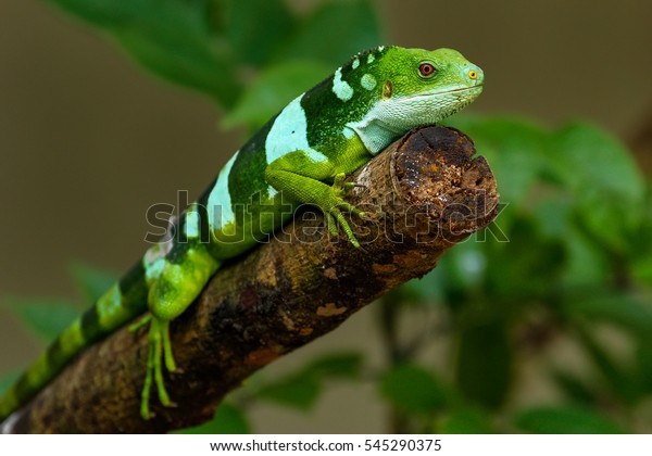 Male Fiji Banded Iguana Brachylophus Fasciatus Stock Photo (Edit Now ...