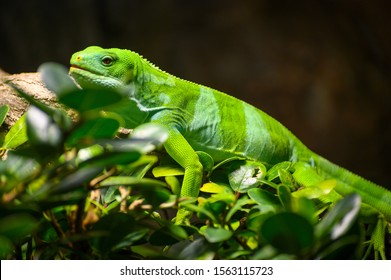 Eastern Tiger Swallowtail Caterpillar Papilio Glaucus Stock Photo (Edit ...