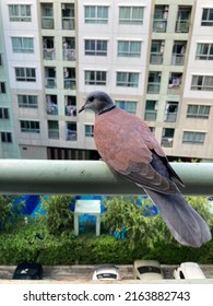 Male Fire Dove Flying On The Balcony Of The Condominium.