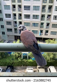 Male Fire Dove Flying On The Balcony Of The Condominium.