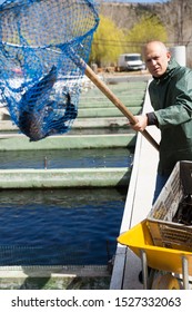 Male Fish Farm Worker Fishing With Net Sturgeon At Reservoir