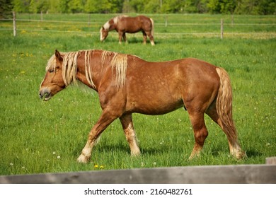 Male Flaxen Chestnut Horse Stallion Colt Stock Photo 2160482761 ...