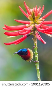 Male Fork-tailed sunbird on coral plant flowers