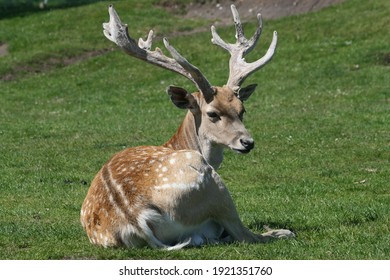 Male Formosan Sika Deer At Rest.