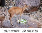 The male four-horned antelope (Tetracerus quadricornis) is a small bovid antelope native to central, South and Western India.
It has a yellowish-tan, sometimes reddish or goldenrod coat.