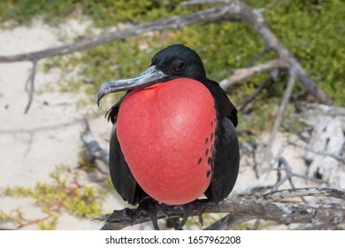 Male Frigate Bird With Its Bright Red Throat Pouch Fully Puffed In Hope Of Attracting A Female, Genovesa Island, Galapagos Islands, Ecuador